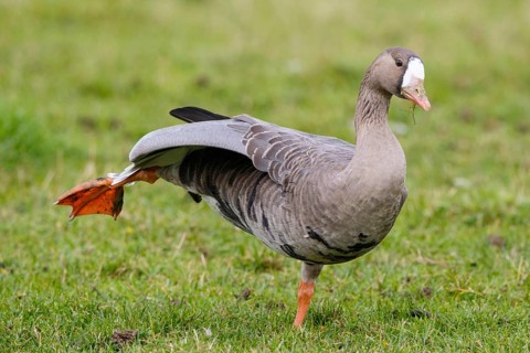 Greater White-fronted Goose (Anser albifrons), North Rhine-Westphalia, Germany