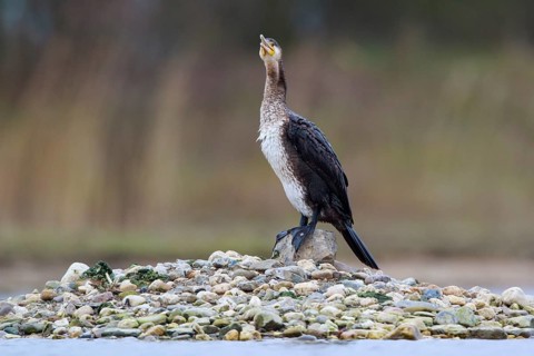 Great Cormorant (Phalacrocorax carbo), North Rhine-Westphalia, Germany