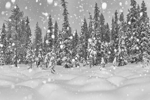Boreal forest during snowfall, Gällivare, Lapland, Sweden, February 2020