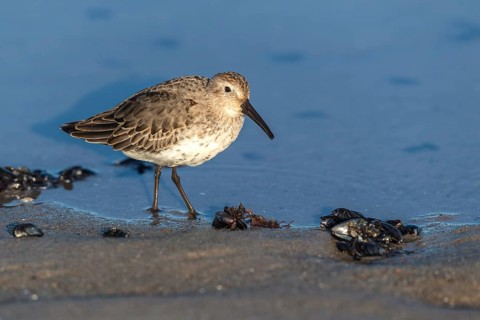 Dunlin (Calidris alpina) foraging on shoreline, Mecklenburg-Western Pomerania, Germany