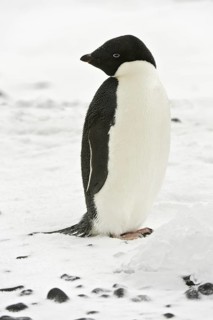 Adelie Penguin (Pygoscelis adeliae), Antarctica