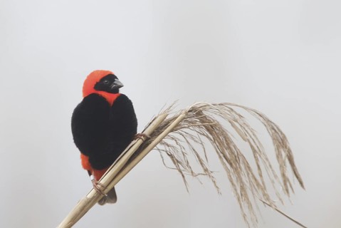 Southern Red Bishop (Euplectes orix) male, Western Cape, South Africa