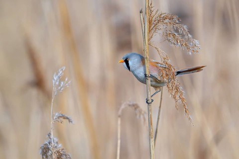 Bearded reedling, bearded tit (Panurus biarmicus) adult male perched on reed stem while foraging