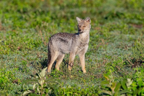 Side-striped Jackal (Canis adustus) Ndutu Aerea Tanzania March