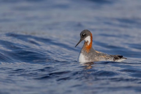 Odin's chicken (Phalaropus lobatus), in splendour, hunting insect larvae, Vadsö, Varangerfjord,