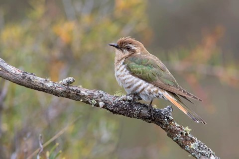 Horsfield's Bronze Cuckoo (Chrysococcyx basalis), Victoria, Australia