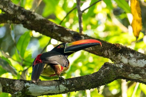 Fiery billed aracari perched on branch, close view, beak transilluminated revealing veins, Osa