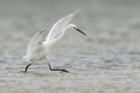 Little Egret (Egretta garzetta) foraging, Victoria, Australia