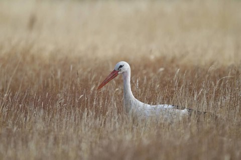 White Stork (Ciconia ciconia) foraging, North Rhine-Westphalia, Germany
