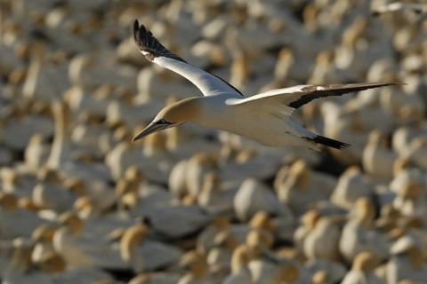 Cape Gannet (Morus capensis), Lamberts Bay, South Africa