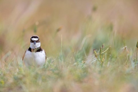 Little Ringed Plover, Little Ringed Plover, (Charadrius dubius), plover family, biotope, foraging,