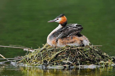 Great Crested Grebe (Podiceps Scalloped ribbonfish) sitting on its nest, North Rhine-Westphalia,