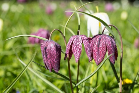 Snake's Head Fritillary (Fritillaria meleagris) in bloom, Dresden, Saxony, Germany