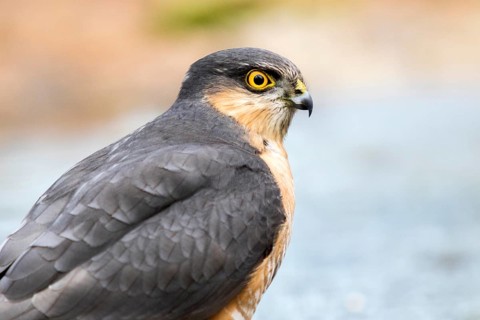 Eurasian Sparrowhawk (Accipiter nisus) male at a waterhole, Madrid, Spain