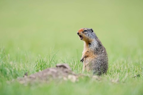 Columbia ground squirrel (Urocitellus columbianus, Spermophilus columbianus) sitting upright in a