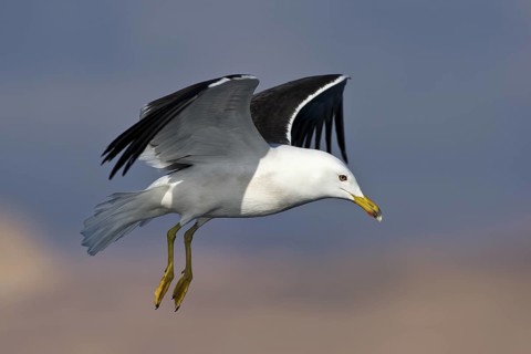 Lesser Black-backed Gull (Larus fuscus) flying, Eilat, Israel