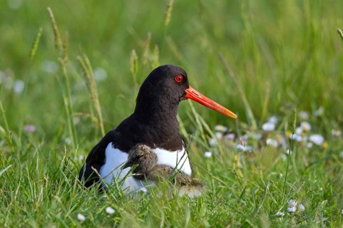 Eurasian Oystercatcher (Haematopus ostralegus) with chick, Texel, Netherlands