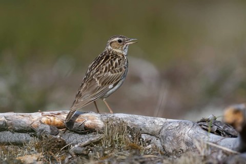 Woodlark (Lullula arborea) singing, Brandenburg, Germany