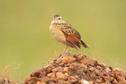 Rufous-naped Lark (Mirafra africana), Masai Mara, Kenya