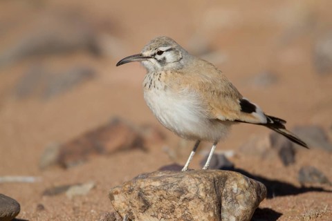 Greater Hoopoe-Lark (Alaemon alaudipes) female, Morocco