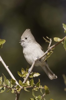Oak Titmouse (Baeolophus inornatus) singing, California, USA