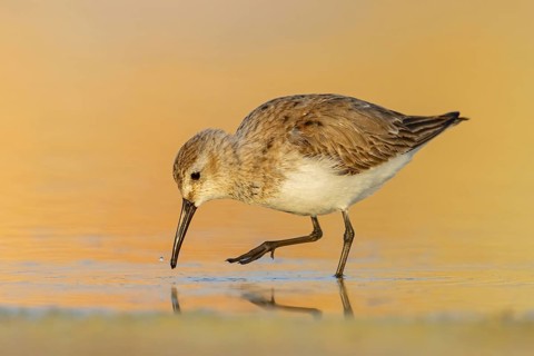 Animal, Animals, Bird, Birds, dunlin (Calidris alpina), Snipe bird, East Khawr / Khawr Ad Dahariz,
