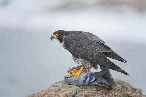 Peregrine Falcon (Falco peregrinus) female, Saxony, Germany