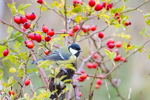Great tit (Parus major) Germany