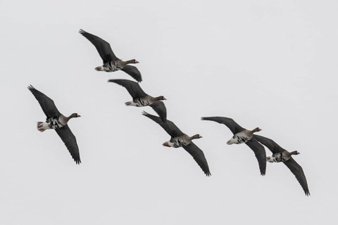 White-fronted geese (Anser albifrons), Lower Saxony, Germany