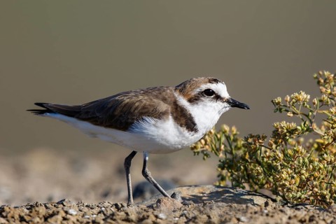 Kentish Plover (Charadrius alexandrinus) male, Lesvos, Greece