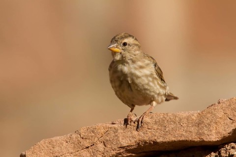 Rock Sparrow (Petronia petronia), Morocco