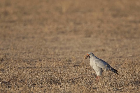 Pale Chanting Goshawk (Melierax canorus), Northern Cape, South Africa
