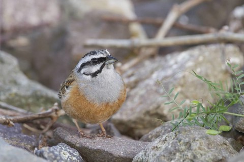 Rock Bunting -Zippammer - Emberiza cia ssp. cia, Germany, adult male