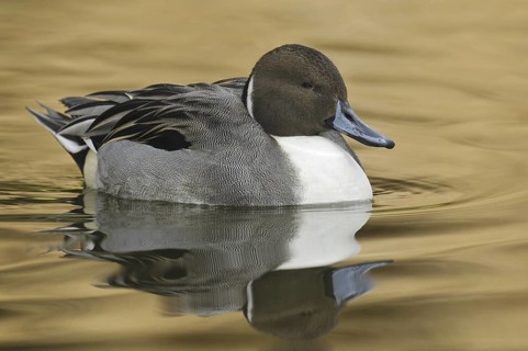 Northern Pintail (Anas acuta) male, Arizona, USA