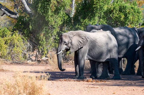 Herd of African elephants (Loxodonta africana), desert elephants, riverbed of the Ugab River,
