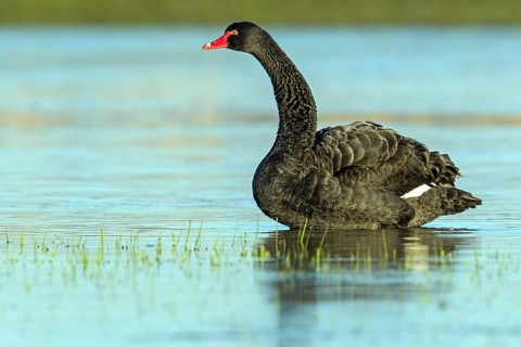 Black swan (Cygnus atratus), swims, waters, biotope, habitat, foraging, swan family, Der Spieß