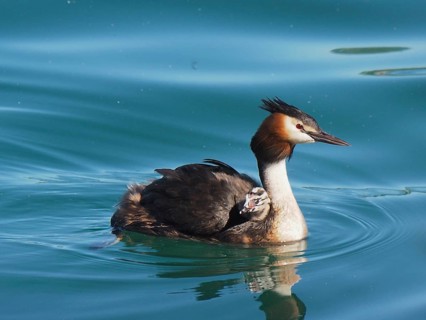 Great crested grebe with downy chicks (Podiceps cristatus)