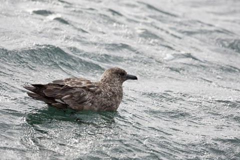 Great Skua (Stercorarius skua), North Sea, Germany