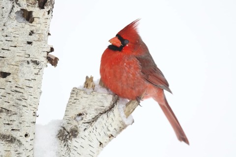 Northern Cardinal (Cardinalis cardinalis) male, Ohio, USA