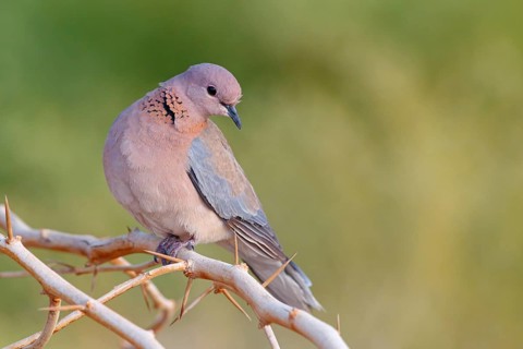 Palm Pigeon, (Streptopelia senegalensis), Gambia, Africa, Pigeon family, Tendaba camp / Tendaba
