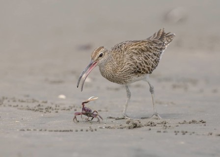 Whimbrel (Numenius phaeopus) eating crab, Gambia