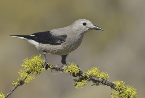 Clark's Nutcracker (Nucifraga columbiana), Oregon, USA