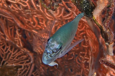 White-bellied demoiselle (Amblyglyphidodon indicus)