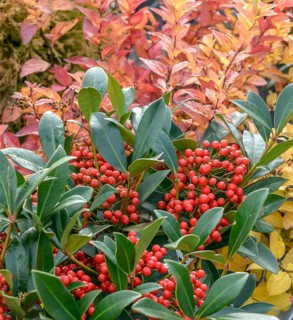Skimmia (Skimmia japonica 'Pabella'), BS Sämann, Federal Republic of Germany