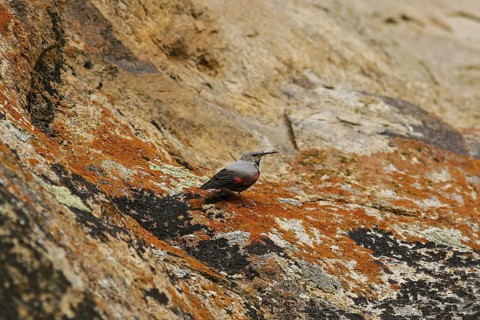 Wallcreeper (Tichodroma muraria), Mongolia