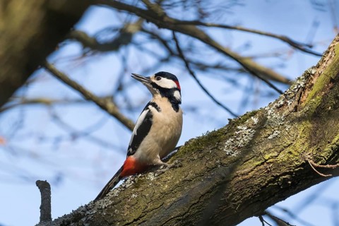 A great spotted woodpecker (Dendrocopos major) sits on a branch and looks into the distance against