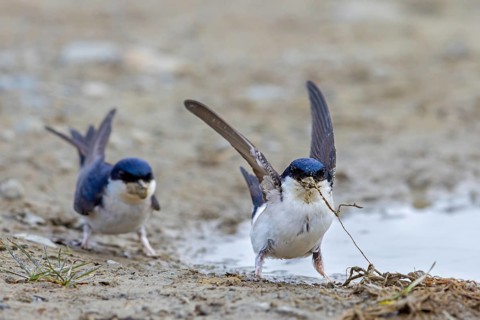 Two common house martins, northern house martin pair (Delichon urbicum) collecting mud in beak from