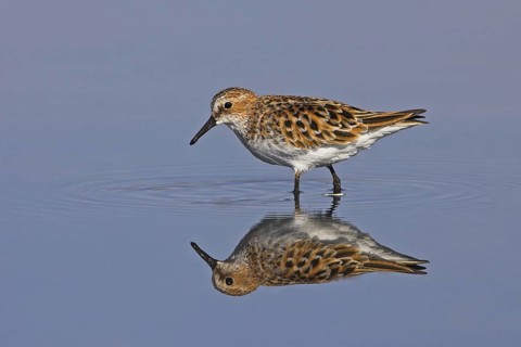 Little Stint (Calidris minuta)