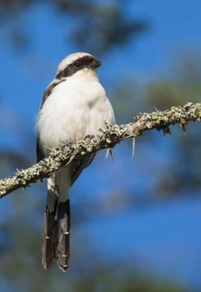 Grey-backed Fiscal (Lanius excubitoroides), Uganda