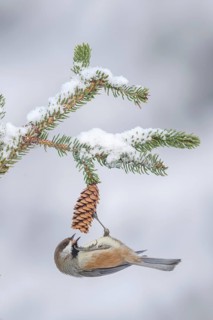 Boreal Chickadee (Poecile hudsonicus), Alaska, USA